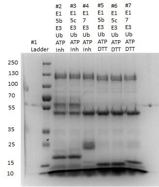 Recombinant Human UbcH5b/UBE2D2 Protein, CF E2-622