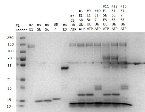 Recombinant Human/Mouse/Rat UbcH5c/UBE2D3 Protein, CF E2-627