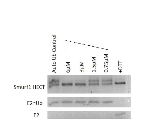 Recombinant Human/Mouse/Rat UbcH7/UBE2L3 Protein, CF E2-640