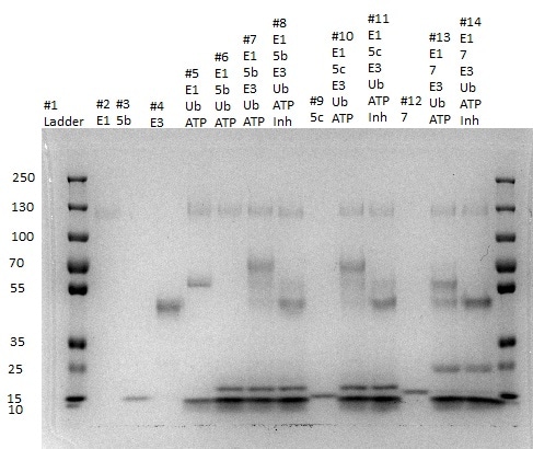 Recombinant Human/Mouse/Rat UbcH7/UBE2L3 Protein, CF E2-640