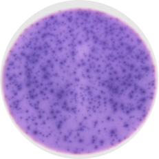 Human IFN-gamma ELISpot Kit EL285