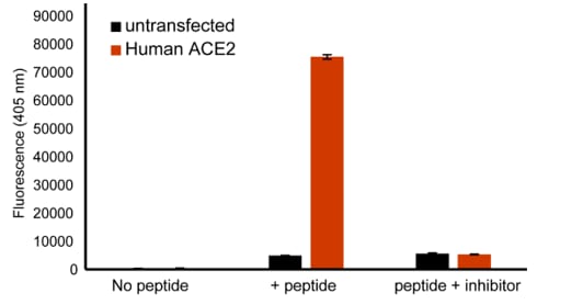 Mca-YVADAPK(Dnp)-OH Fluorogenic Peptide Substrate ES007