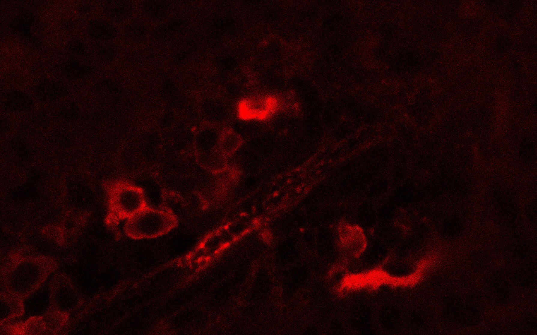 Mouse VE-Cadherin Alexa Fluor® 647-conjugated Antibody FAB1002R