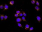 Human CD3 epsilon  Alexa Fluor® 594‑conjugated Antibody FAB100T