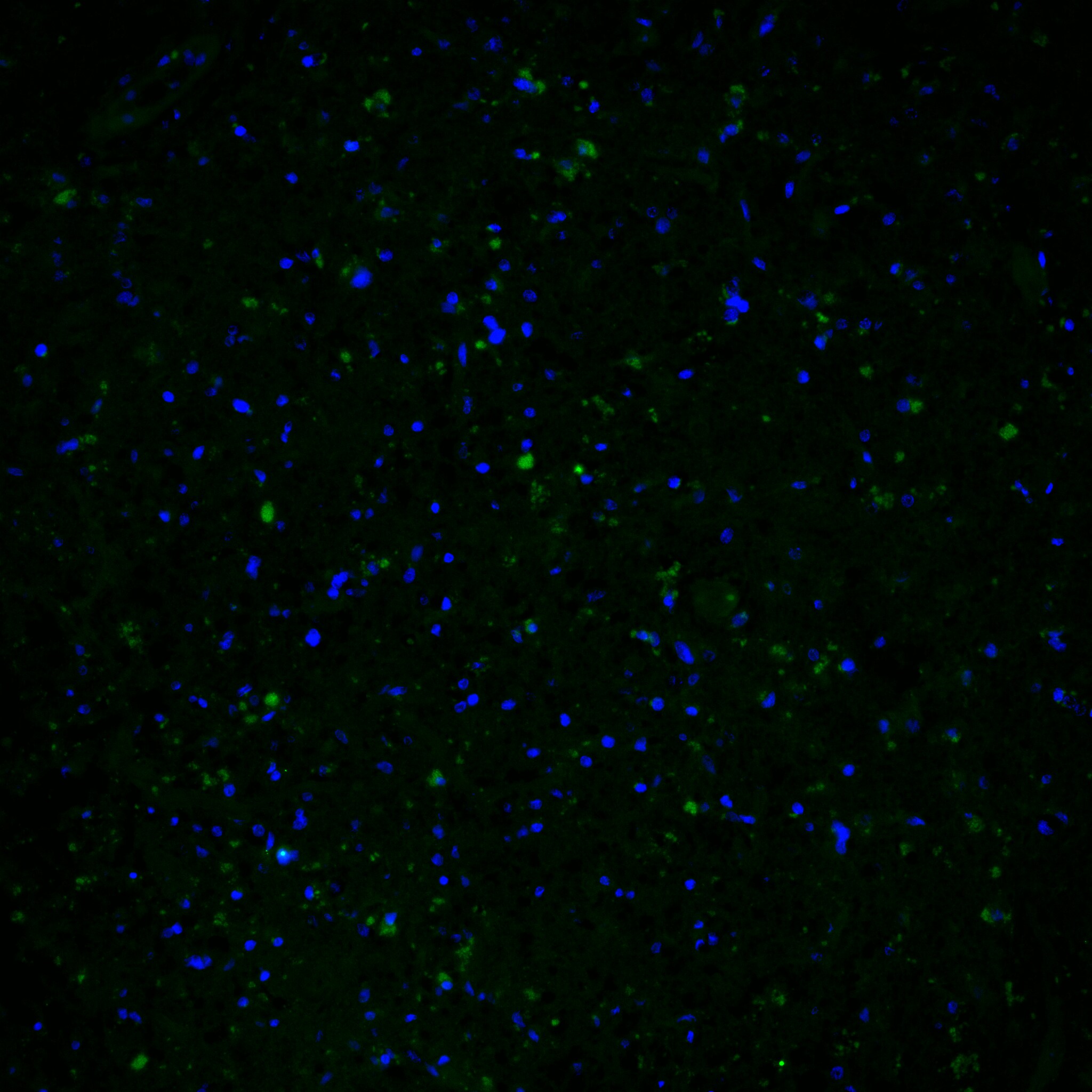 Human TMEM119 Alexa Fluor® 488‑conjugated Antibody FAB103131G