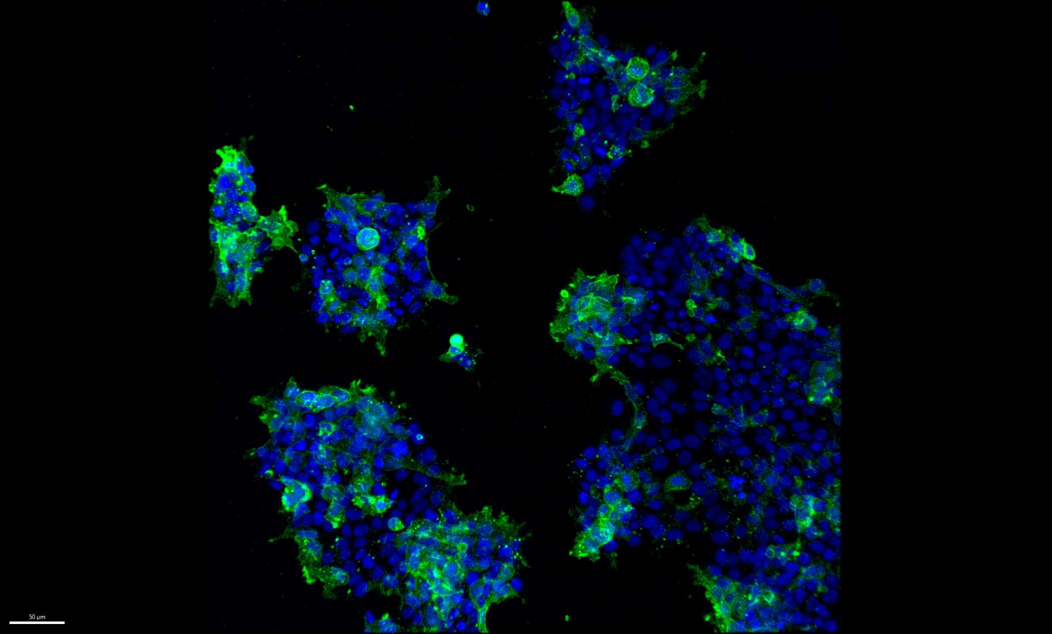 Human ErbB2/Her2 Alexa Fluor® 594‑conjugated Antibody FAB1129T