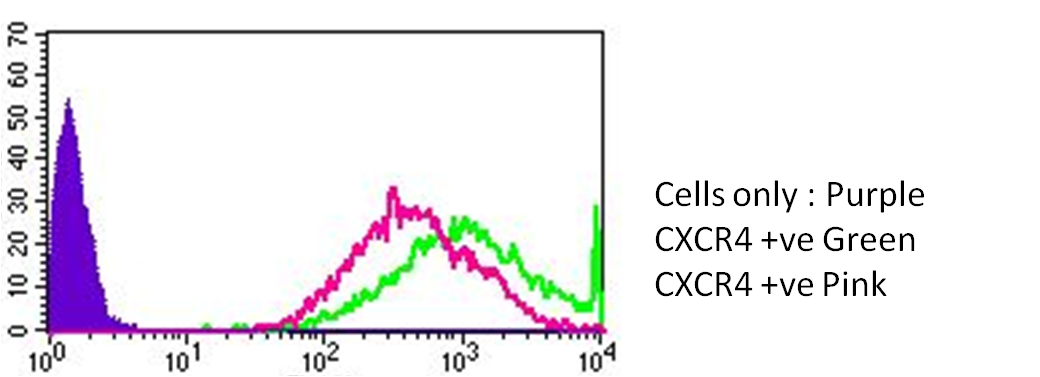 Human CXCR4 PE‑conjugated Antibody FAB170P