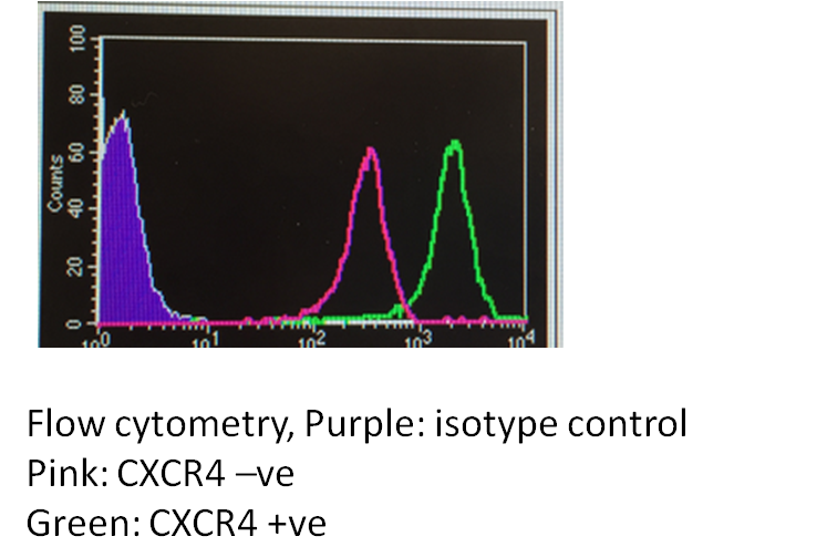 Human CXCR4 PE‑conjugated Antibody FAB170P