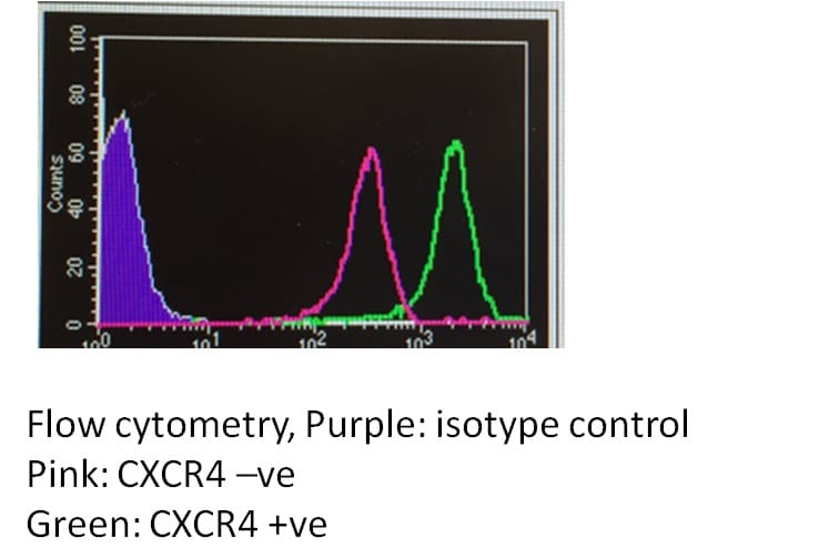 Human CXCR4 PE‑conjugated Antibody FAB170P