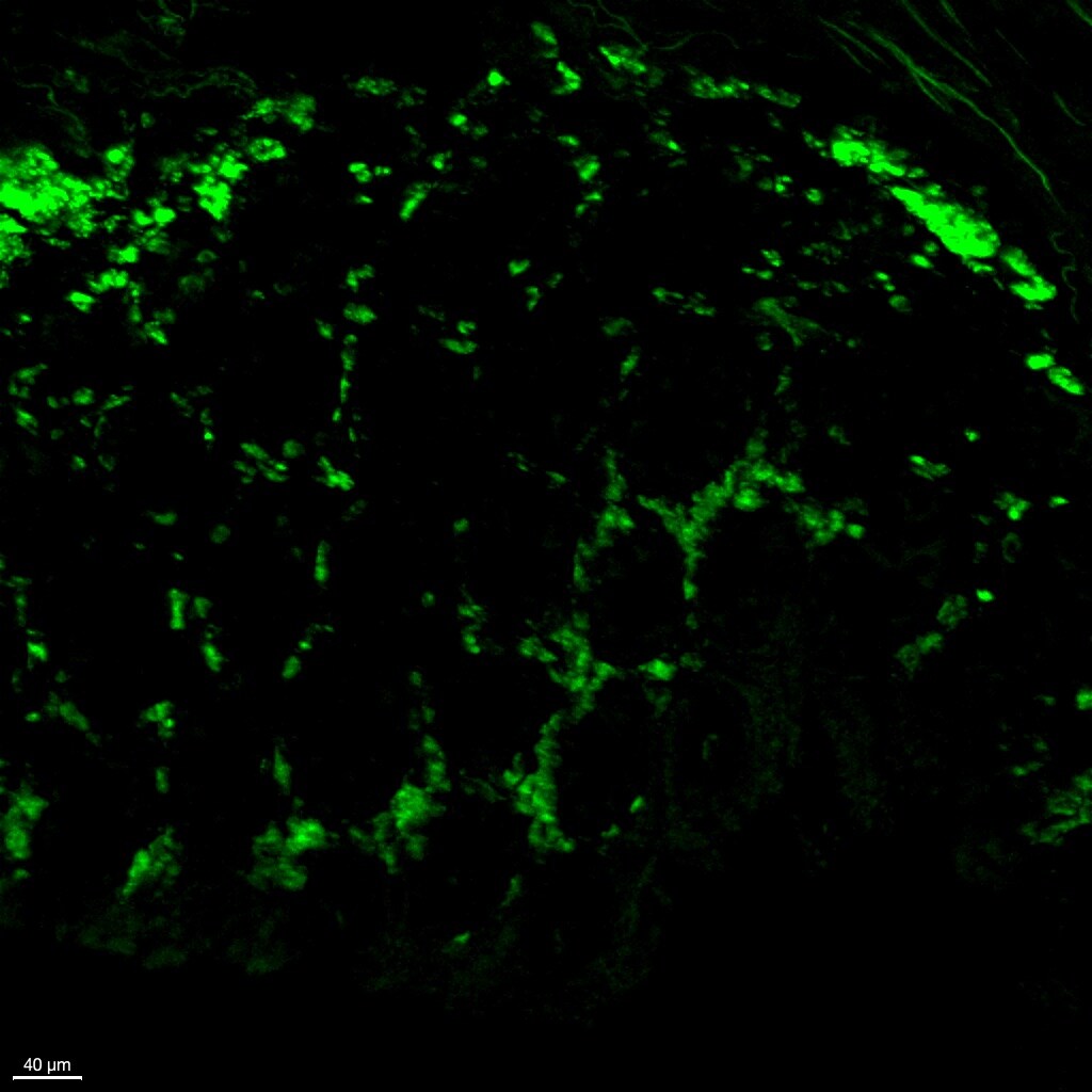 Human CCR9 Alexa Fluor® 488-conjugated Antibody FAB1791G