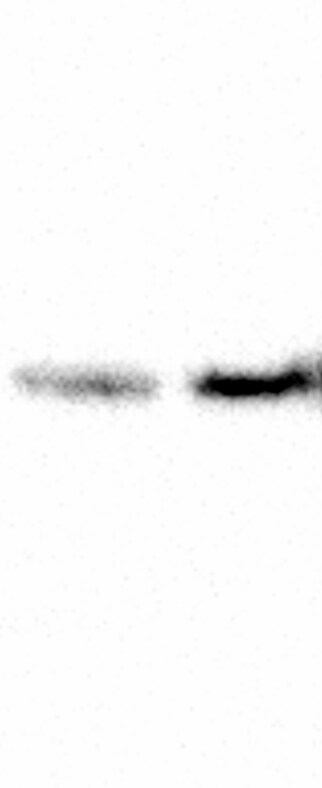 Human E‑Cadherin Alexa Fluor® 488‑conjugated Antibody FAB18381G
