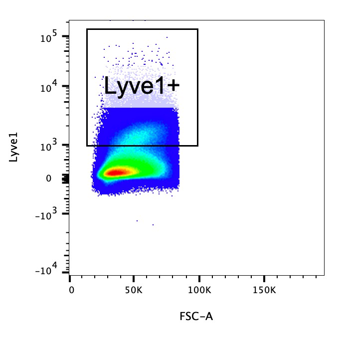 Mouse LYVE‑1 Alexa Fluor® 488‑conjugated Antibody FAB2125G