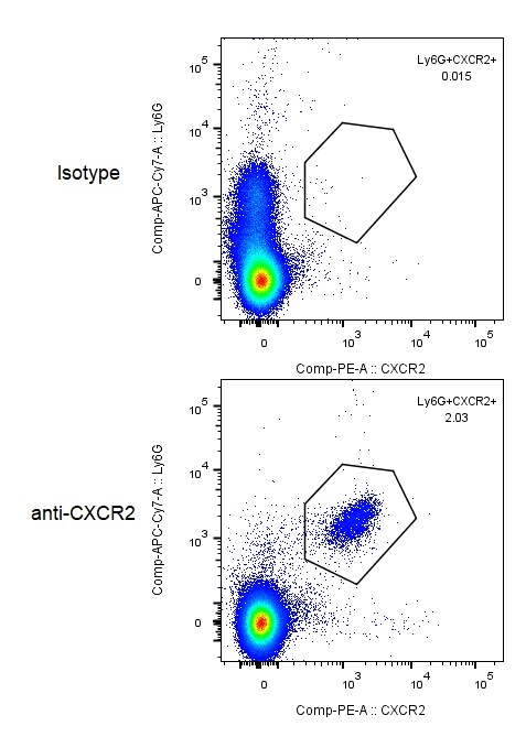 Mouse CXCR2/IL-8RB PE-conjugated Antibody FAB2164P