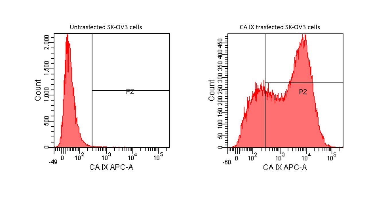 Human Carbonic Anhydrase IX/CA9 APC‑conjugated Antibody FAB2188A