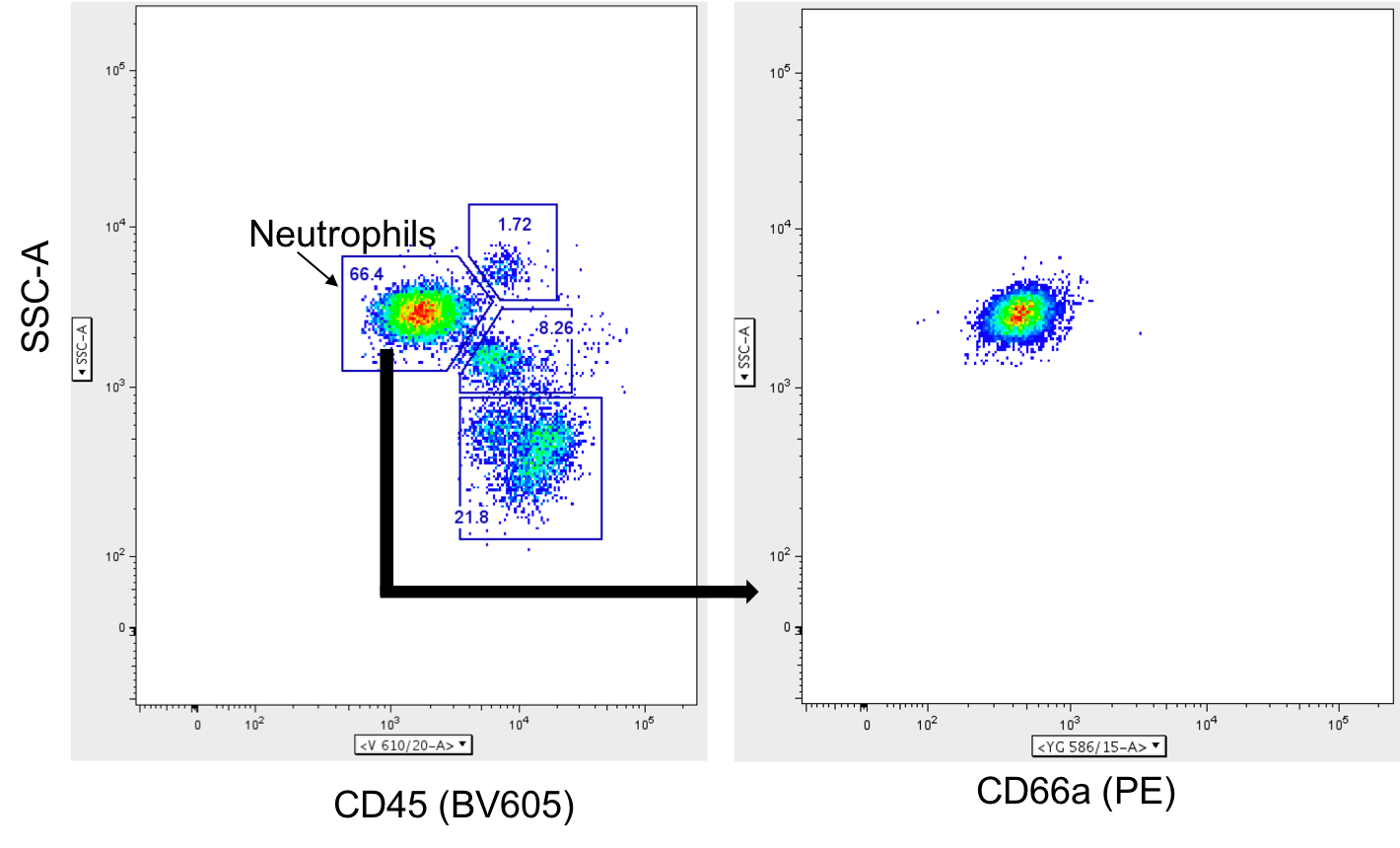 Human CEACAM‑1/CD66a PE‑conjugated Antibody FAB2244P