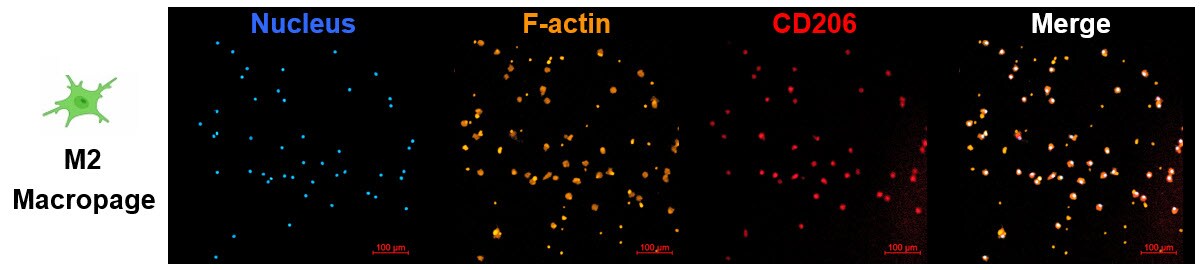 Human MMR/CD206 Alexa Fluor® 700-conjugated Antibody FAB25342N