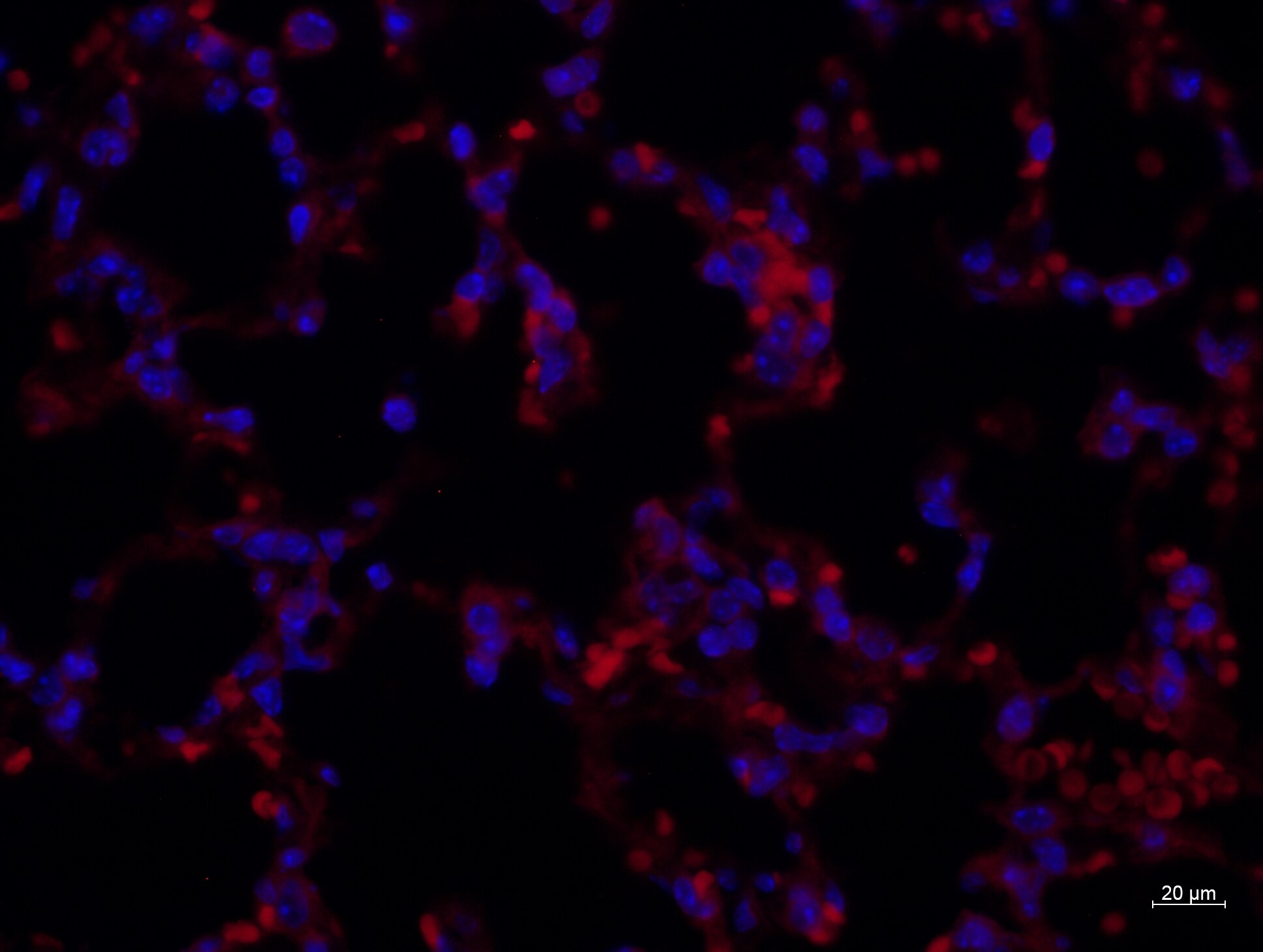 Mouse MMR/CD206 APC‑conjugated Antibody FAB2535A