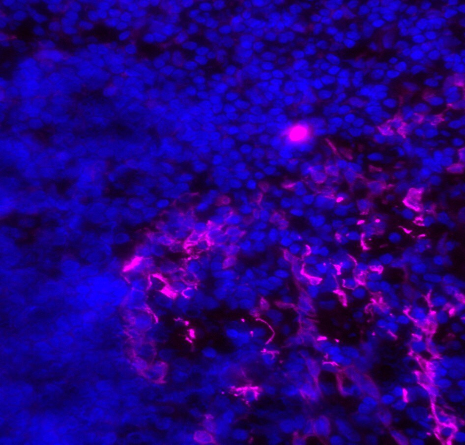 Human/Mouse CXCL12/SDF-1 Alexa Fluor® 647-conjugated Antibody FAB350R