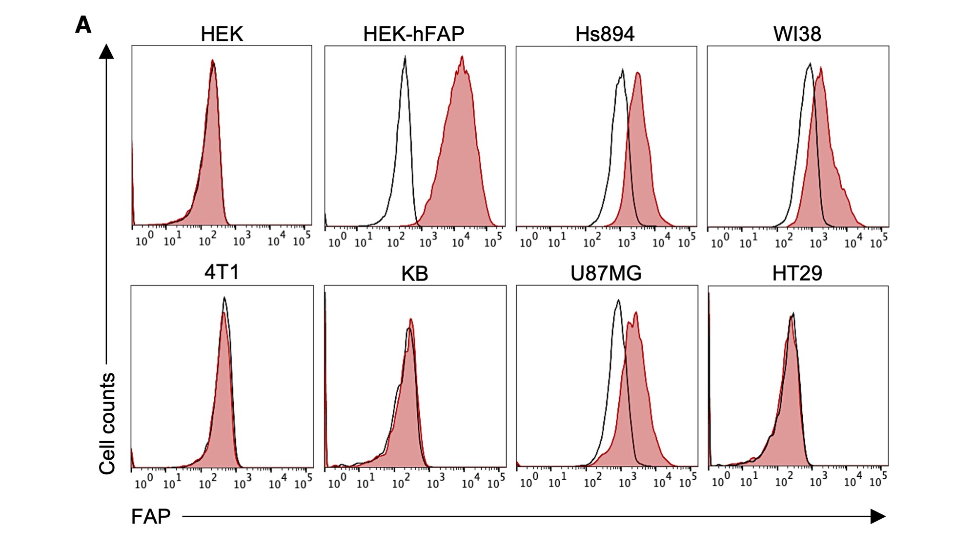 Human Fibroblast Activation Protein  alpha /FAP APC‑conjugated Antibody FAB3715A