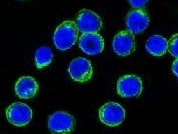 Mouse CD3 Alexa Fluor® 488‑conjugated Antibody FAB4841G