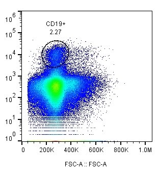 Human CD19 Alexa Fluor® 647‑conjugated Antibody FAB4867R
