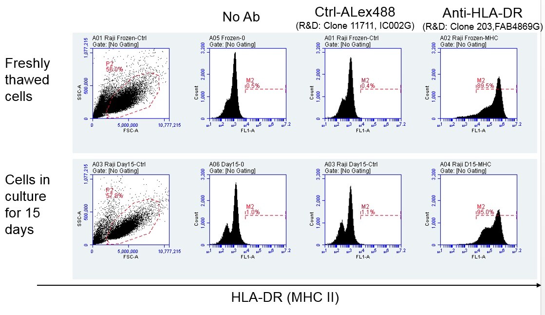 Human HLA-DR Alexa Fluor® 488-conjugated Antibody FAB4869G