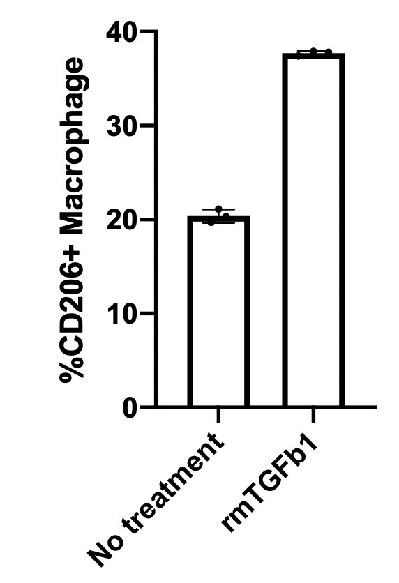 Mouse TGF‑ beta  RII PE‑conjugated Antibody FAB532P