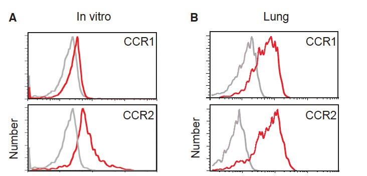 Mouse CCR2 APC‑conjugated Antibody FAB5538A