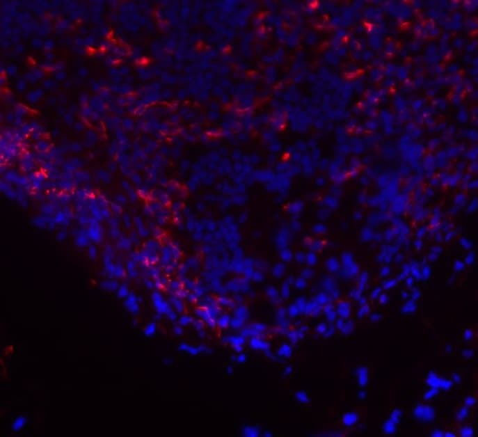 Mouse CCR2 PE‑conjugated Antibody FAB5538P