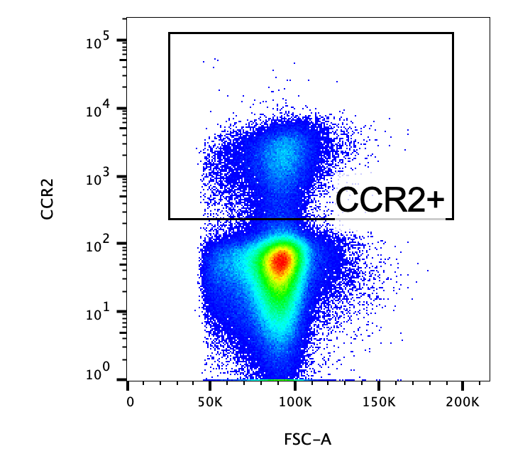 Mouse CCR2 PE‑conjugated Antibody FAB5538P