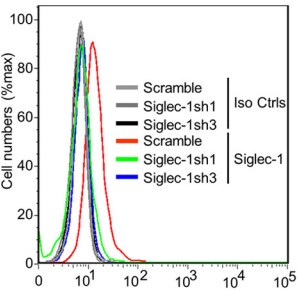 Mouse Siglec‑1/CD169 PE‑conjugated Antibody FAB5610P
