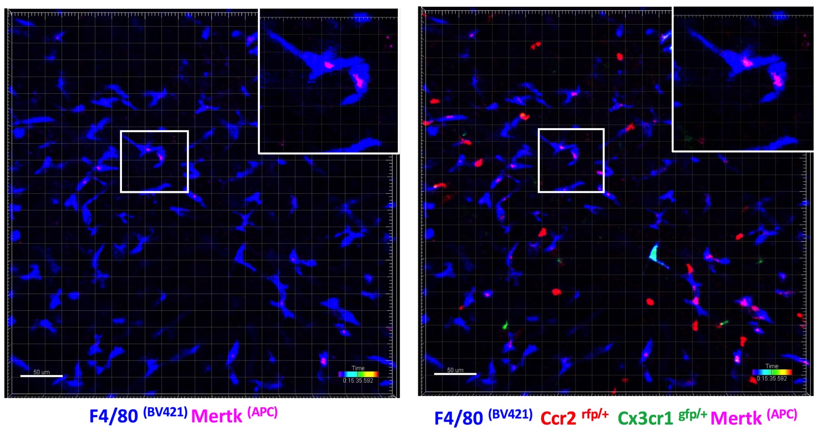 Mouse Mer APC‑conjugated Antibody FAB5912A