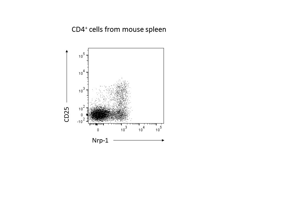 Mouse Neuropilin‑1 Alexa Fluor® 647‑conjugated Antibody FAB59941R