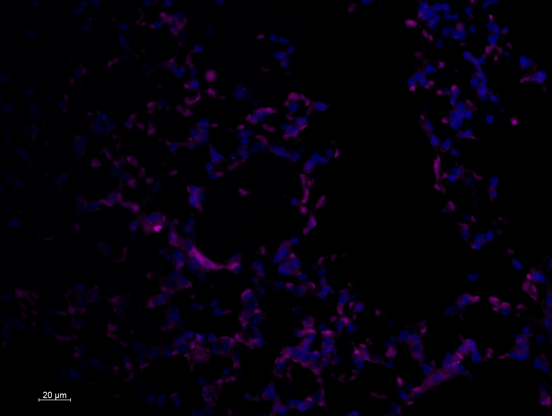 Mouse JAM‑C (CD323) APC‑conjugated Antibody FAB7050A