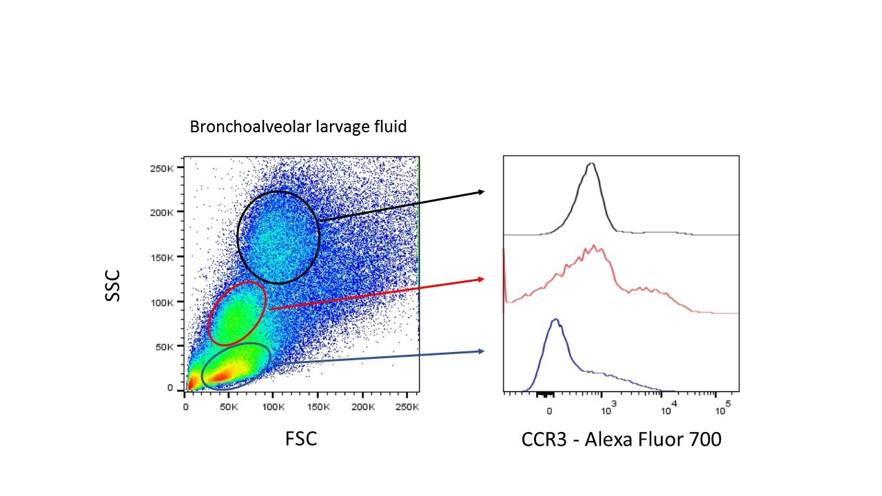 Mouse CCR3 Alexa Fluor® 700‑conjugated Antibody FAB729N