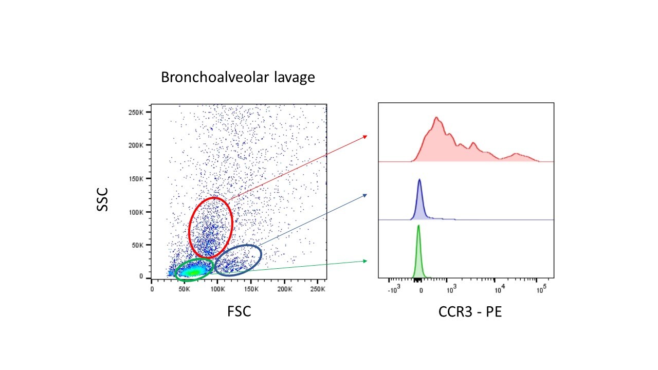 Mouse CCR3 PE‑conjugated Antibody FAB729P