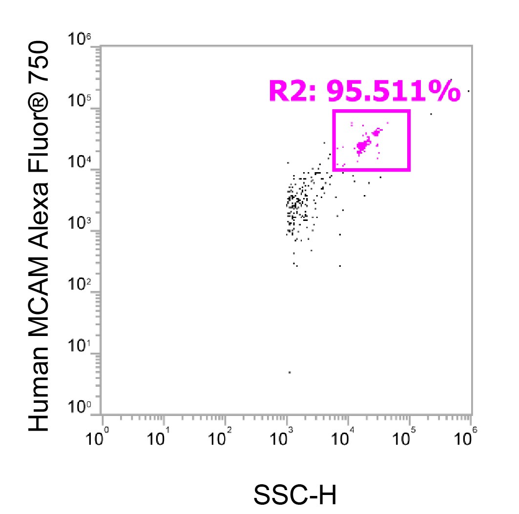 Human MCAM/CD146 Alexa Fluor® 750‑conjugated Antibody FAB932S
