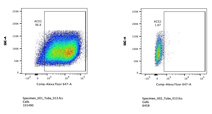 Human ACE‑2 Alexa Fluor® 647‑conjugated Antibody FAB9332R