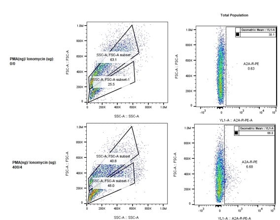Human Adenosine A2aR PE-conjugated Antibody FAB94971P