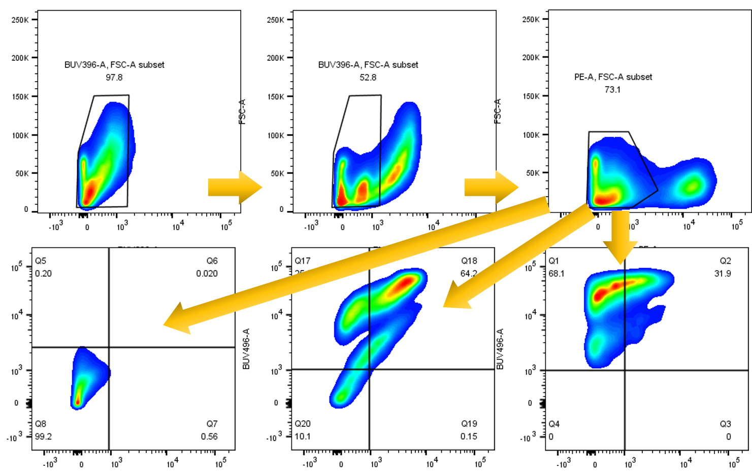 FlowX FoxP3/Transcription Factor Fixation & Perm Buffer Kit FC012