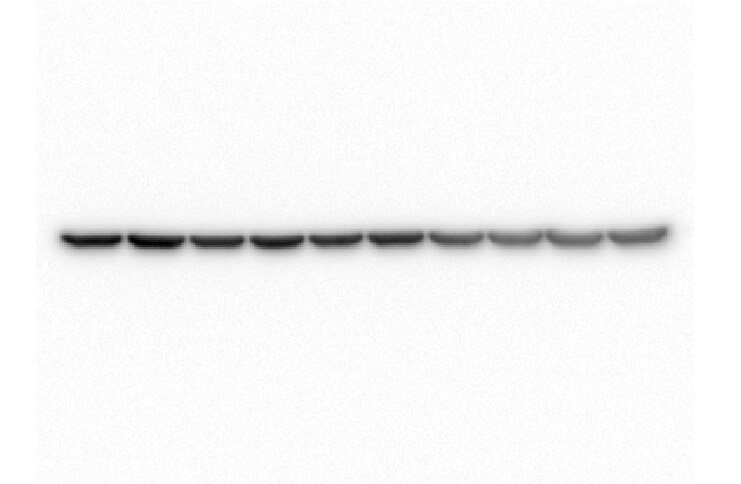 Human IgG Fc Antibody G-102-C