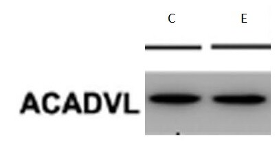 ACADVL Antibody (5D3) - Azide and BSA Free H00000037-M01
