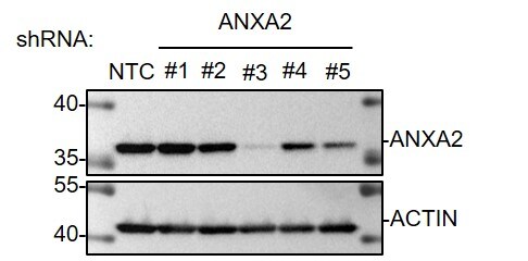Annexin A2 Antibody (1G7) - Azide and BSA Free H00000302-M02