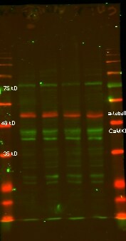 CaM Kinase II delta Antibody (1A8) - Azide and BSA Free H00000817-M02