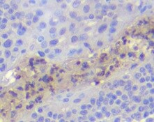 Cyclin B1 Antibody (1C8) - Azide and BSA Free H00000891-M01
