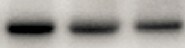 CD5L Antibody (1C8) - Azide and BSA Free H00000922-M01
