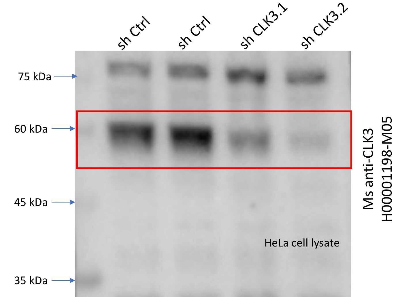 CLK3 Antibody (1F10) - Azide and BSA Free H00001198-M05