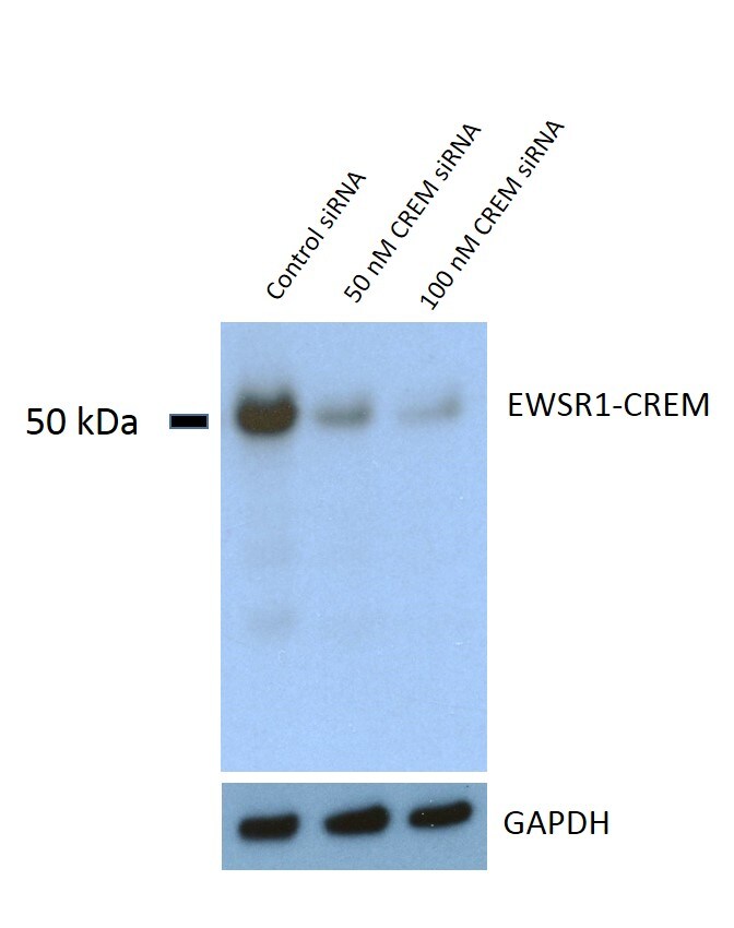 CREM Antibody (3B5) - Azide and BSA Free H00001390-M02