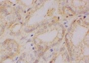 CSE1L/CAS/Exportin-2 Antibody (3D8) - Azide and BSA Free H00001434-M08