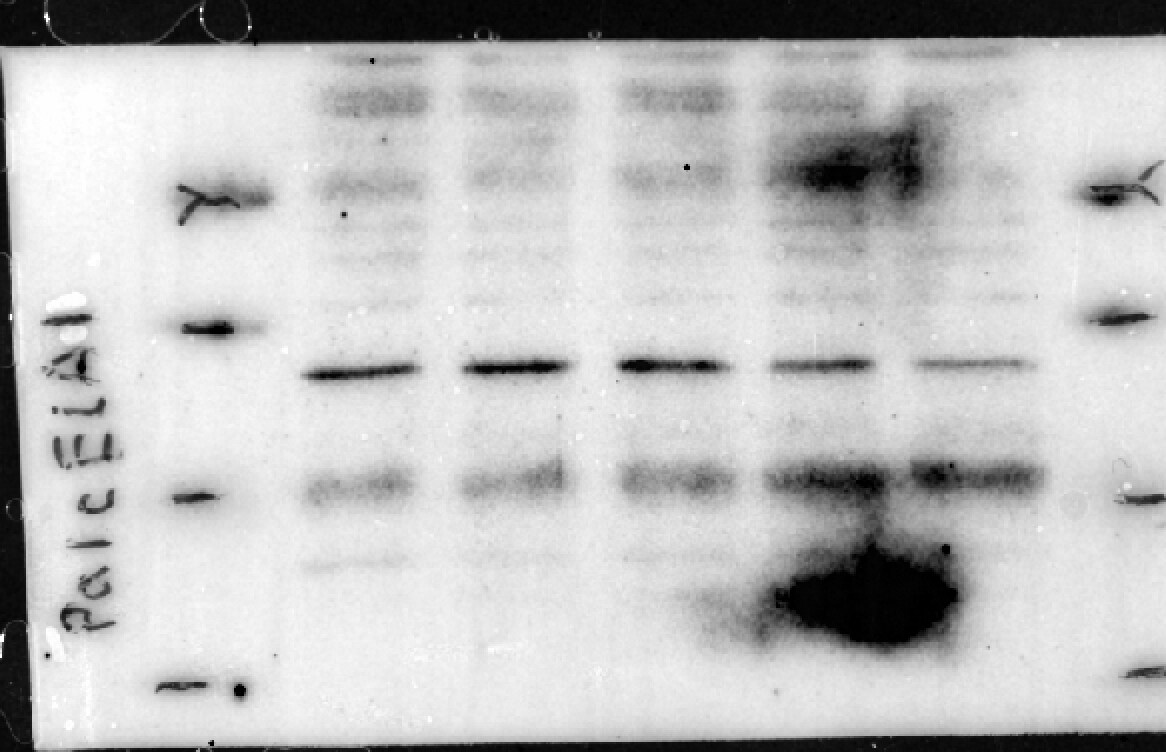 CELA1 Antibody (4H5) - Azide and BSA Free H00001990-M02